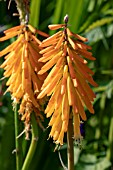 KNIPHOFIA MANGO POPSICLE