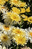 LEUCANTHEMUM REAL CHARMER