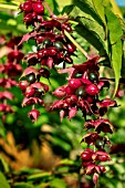 LEYCESTERIA FORMOSA