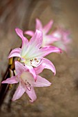 AMARYLLIS BELLADONNA