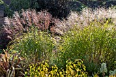 MISCANTHUS GRACILLIMUS (RIGHT) & MISCANTHUS MORNING LIGHT (LEFT)