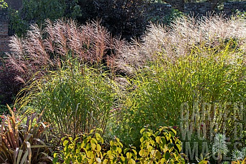 MISCANTHUS_GRACILLIMUS_RIGHT__MISCANTHUS_MORNING_LIGHT_LEFT