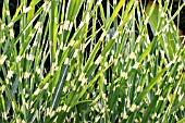 MISCANTHUS SINENSIS ZEBRINUS