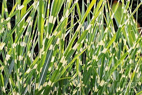 MISCANTHUS_SINENSIS_ZEBRINUS