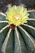 PARODIA MAGNIFICA