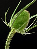 DIPSACUS FULLONUM (TEASEL)