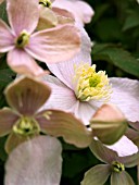 CLEMATIS MONTANA RUBENS