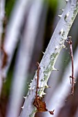 RUBUS COCKBURNIANUS