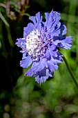 SCABIOSA FARMA DEEP BLUE