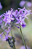 TULBAGHIA VIOLACEA