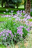 TULBAGHIA VIOLACEA