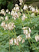 DICENTRA FORMOSA ALBA