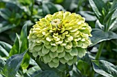 ZINNIA LIME CORDIAL