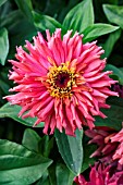 ZINNIA PINCA