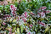ACTAEA ALBA