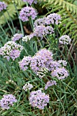 ALLIUM MONTANUM VAR GLAUCUM