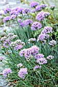 ALLIUM MONTANUM VAR GLAUCUM