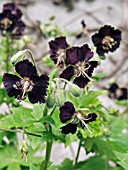 GERANIUM PHAEUM PHAEUM (MOURNING WIDOW)