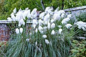 CORTADERIA SELLOANA SILVER PLUME