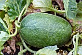 CUCUMIS MELO OUTDOOR WONDER