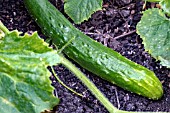 CUCUMIS SATIVUS BURPLESS GREEN