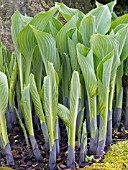 HOSTA SIEBOLDIANA ELEGANS (SPRING SHOOTS)