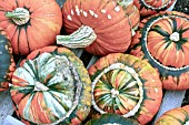 CUCURBITA MAXIMA TURKS TURBAN