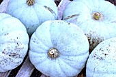 CUCURBITA MAXIMA WINTER CROWN PRINCE