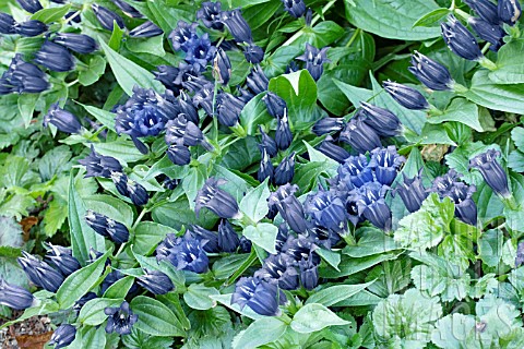GENTIANA_ASCLEPIADEA