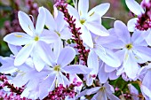 HESPERANTHA COCCINEA FENLAND DAYBREAK