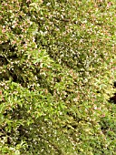 MALUS TSCHONOSKII (CRAB APPLE)