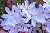 HESPERANTHA COCCINEA FENLAND DAYBREAK