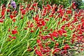 HESPERANTHA COCCINEA