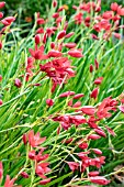 HESPERANTHA COCCINEA