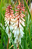 KNIPHOFIA ORANGE VANILLA POPSICLE