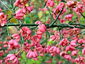 EUONYMUS EUROPAEUS  ( SPINDLE TREE)