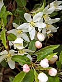 MALUS TSCHONOSKII (CRAB APPLE)