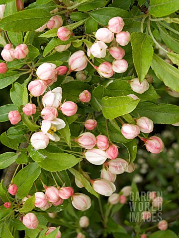 MALUS_TSCHONOSKII_CRAB_APPLE