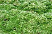SCLERANTHUS BIFLORUS UNIFLORUS