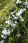 SOLANUM LAXUM ALBA