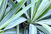 YUCCA ELEPHANTIPES JEWEL