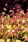 ACER PALMATUM, ORANGE DREAM