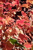 ACER RUBRUM OCTOBER GLORY