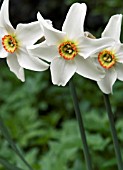 NARCISSUS POETICUS PHEASANTS EYE