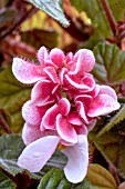 BEGONIA THURSTONII