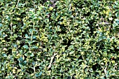 BUXUS SEMPERVIVENS ELEGANTISSIMA,