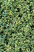 BUXUS SEMPERVIVENS ELEGANTISSIMA