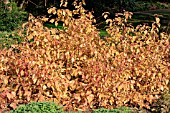 CORNUS SANGUINEA ANNYS WINTER ORANGE