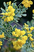 CORONILLA GLAUCA VARIEGATA