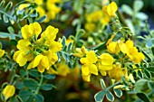 CORONILLA GLAUCA VARIEGATA